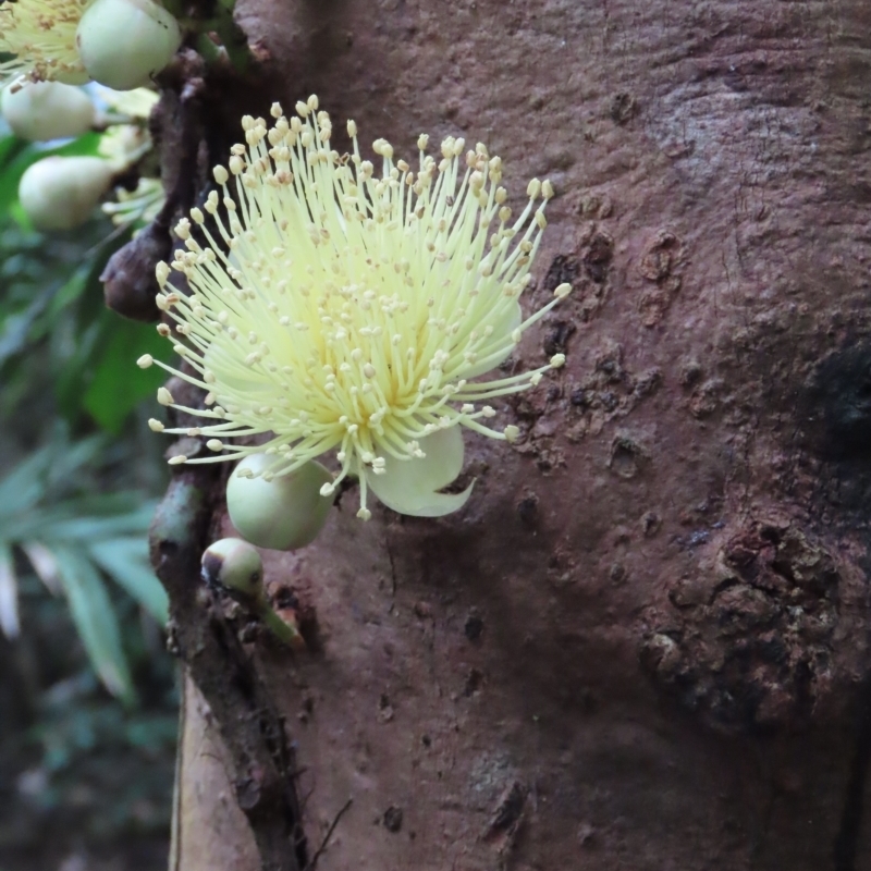 Syzygium monospermum