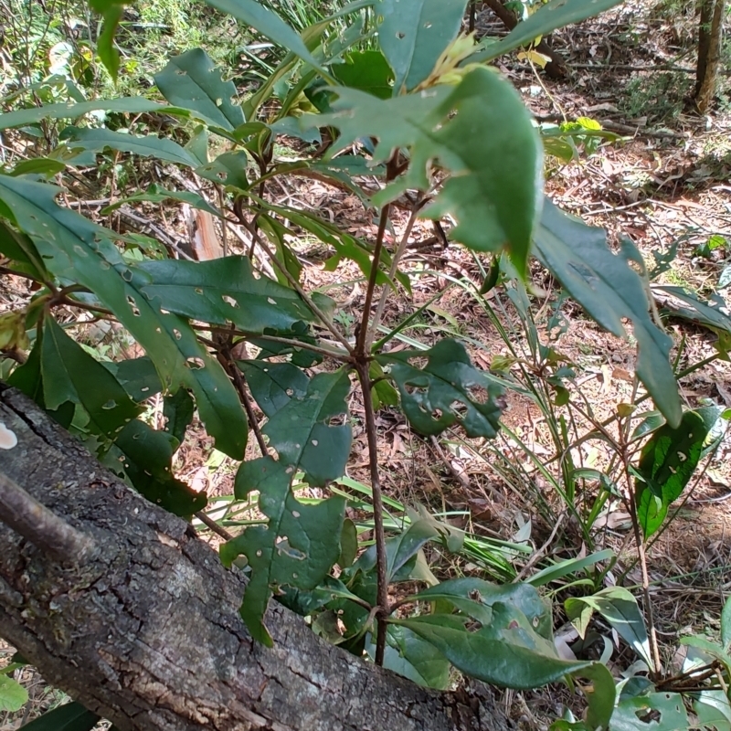 Pittosporum sp.