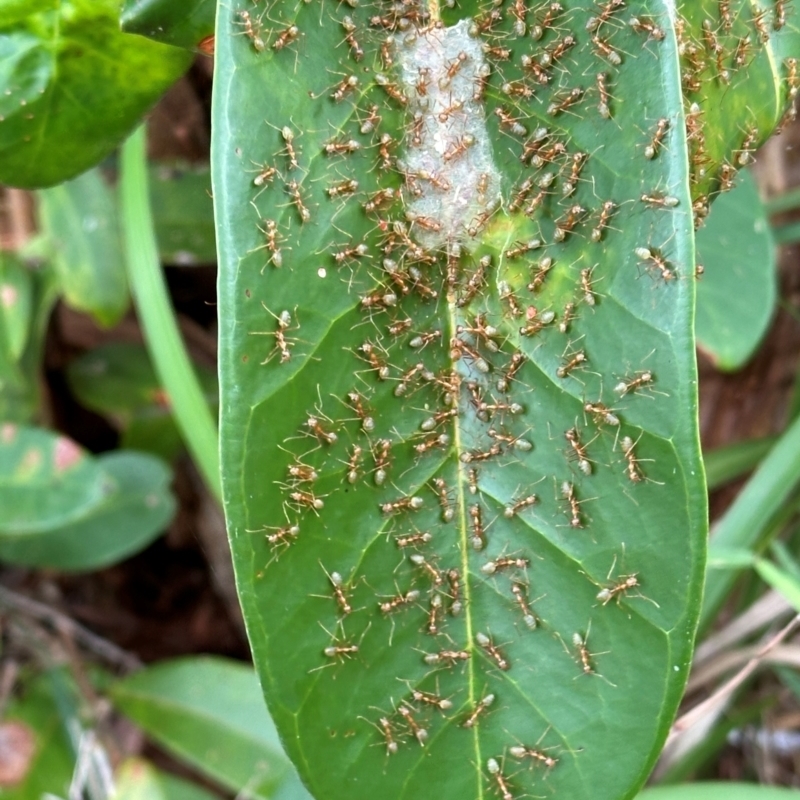 Oecophylla smaragdina