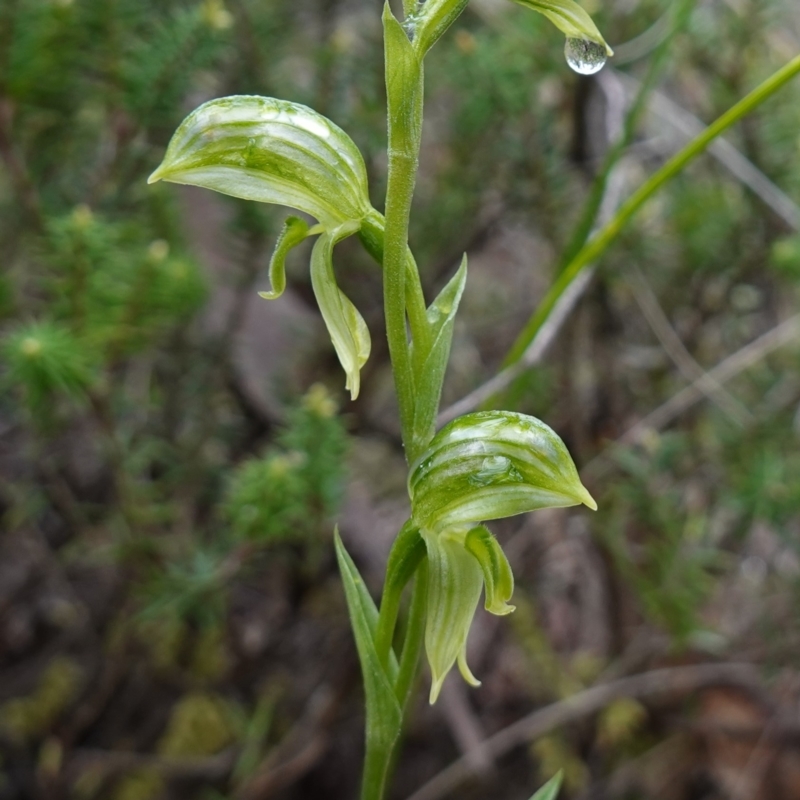 Pterostylis stenosepala