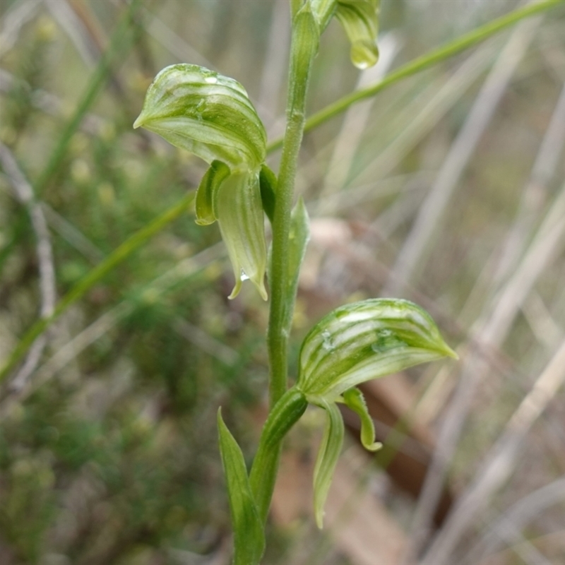 Pterostylis stenosepala