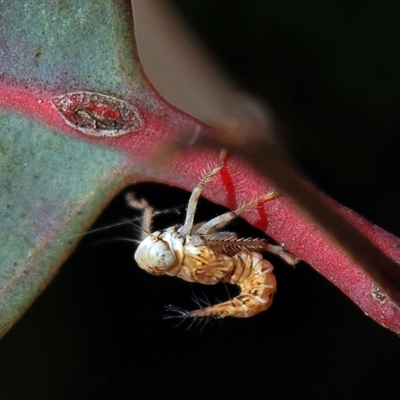 Tartessini sp. (tribe)