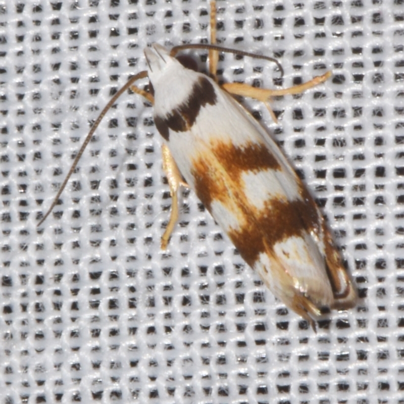 Plectophila pyrgodes