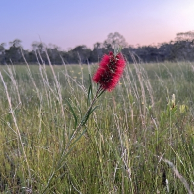 Callistemon pachyphyllus