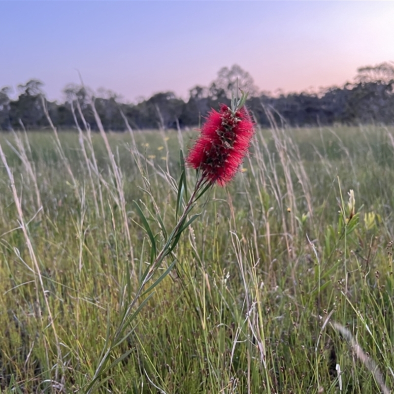 Callistemon pachyphyllus