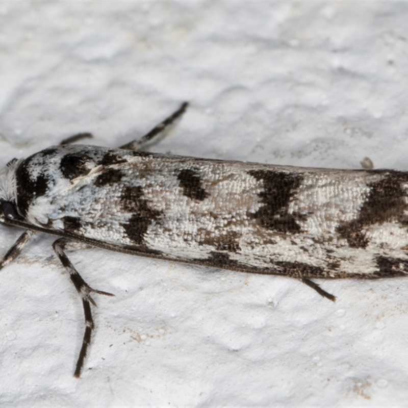 Ethmia eupostica