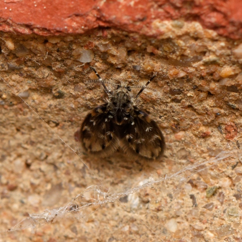 Rotundopteryx sp. (genus)