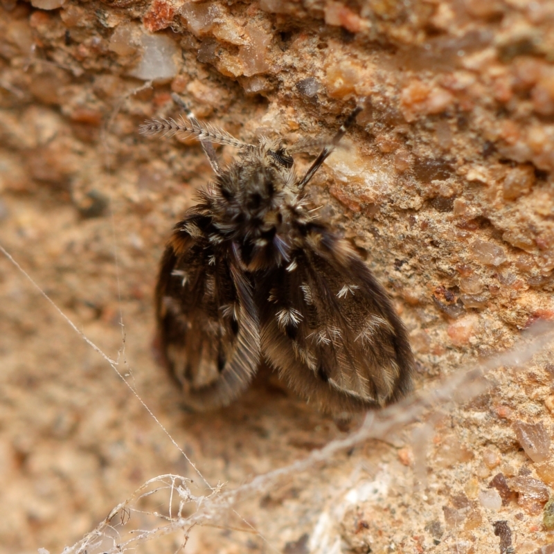 Rotundopteryx sp. (genus)