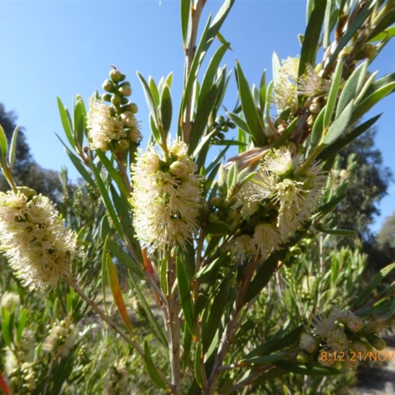 Callistemon pallidus