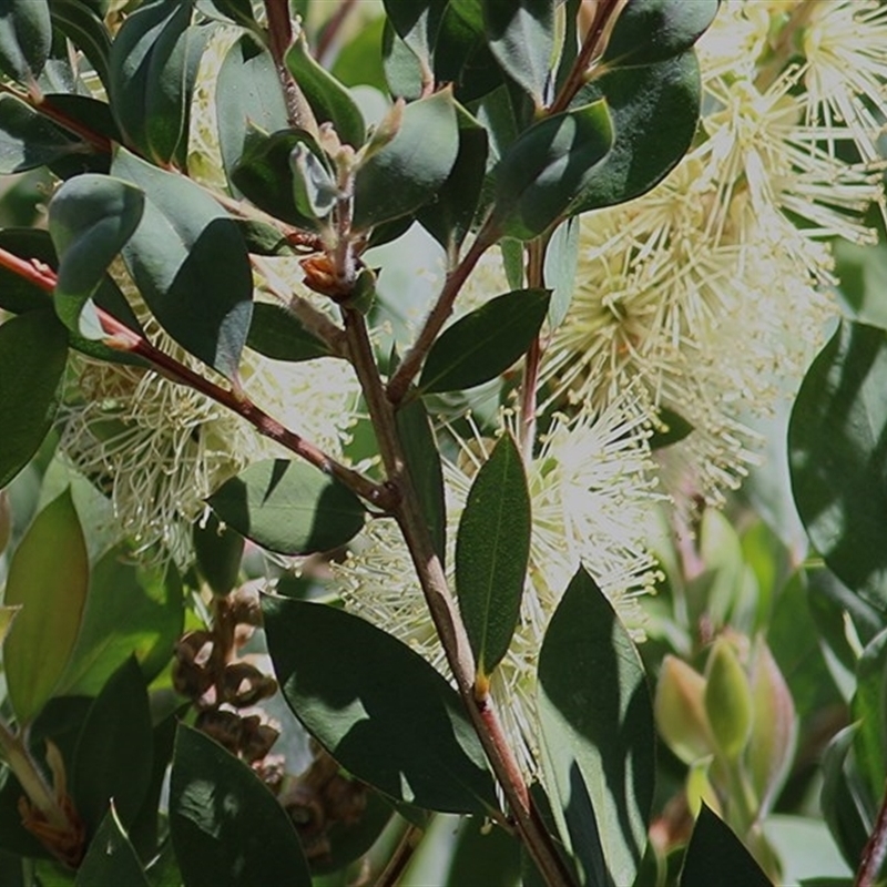 Callistemon pallidus