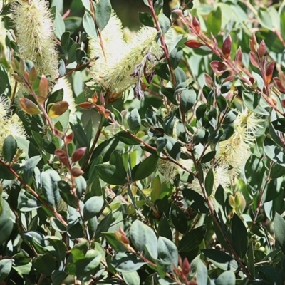 Callistemon pallidus