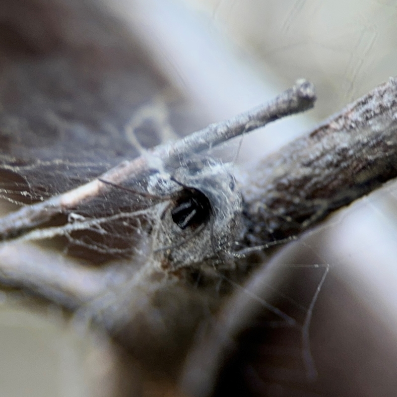 Segestriidae sp (family)