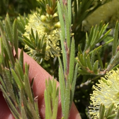 Callistemon pityoides