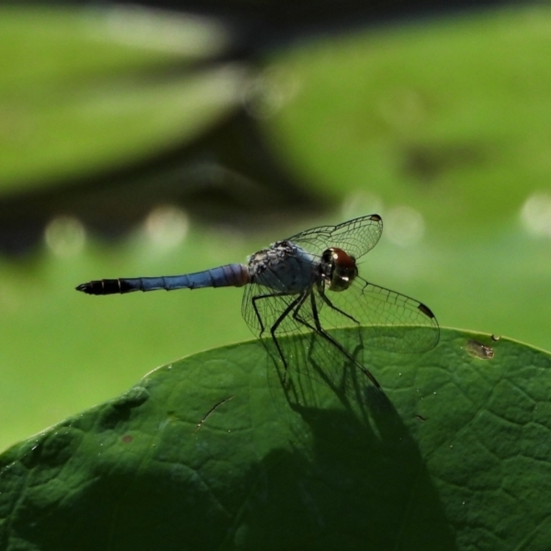 Brachydiplax denticauda