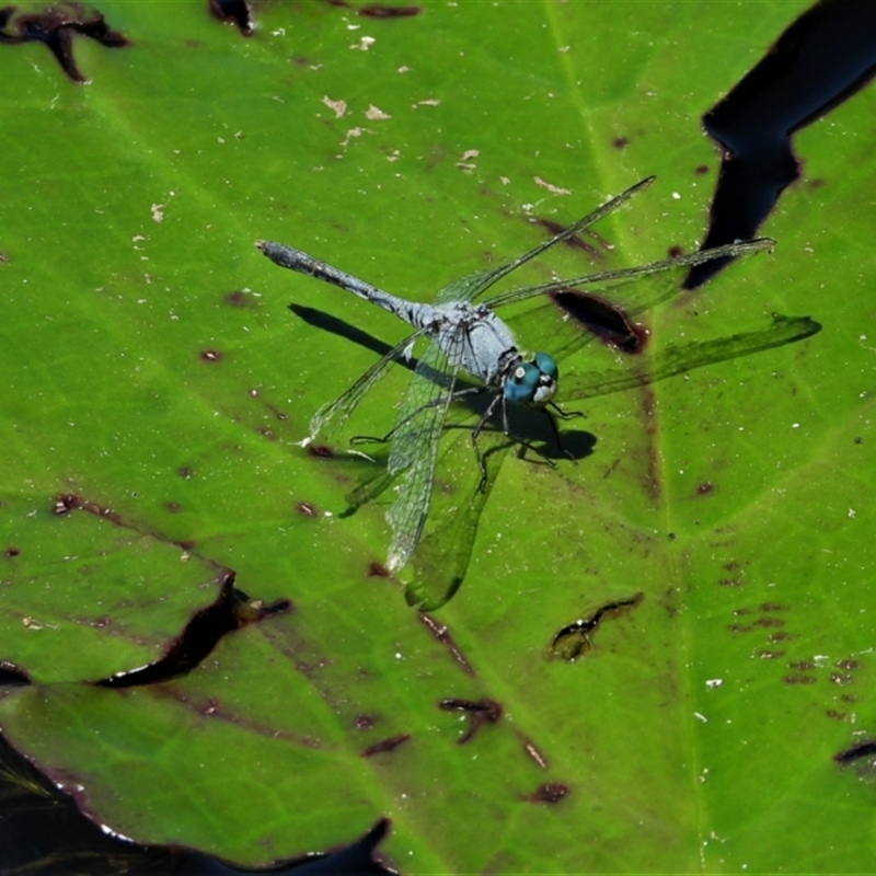 Diplacodes trivialis