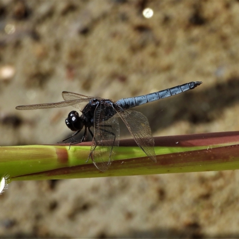 Crocothemis nigrifrons