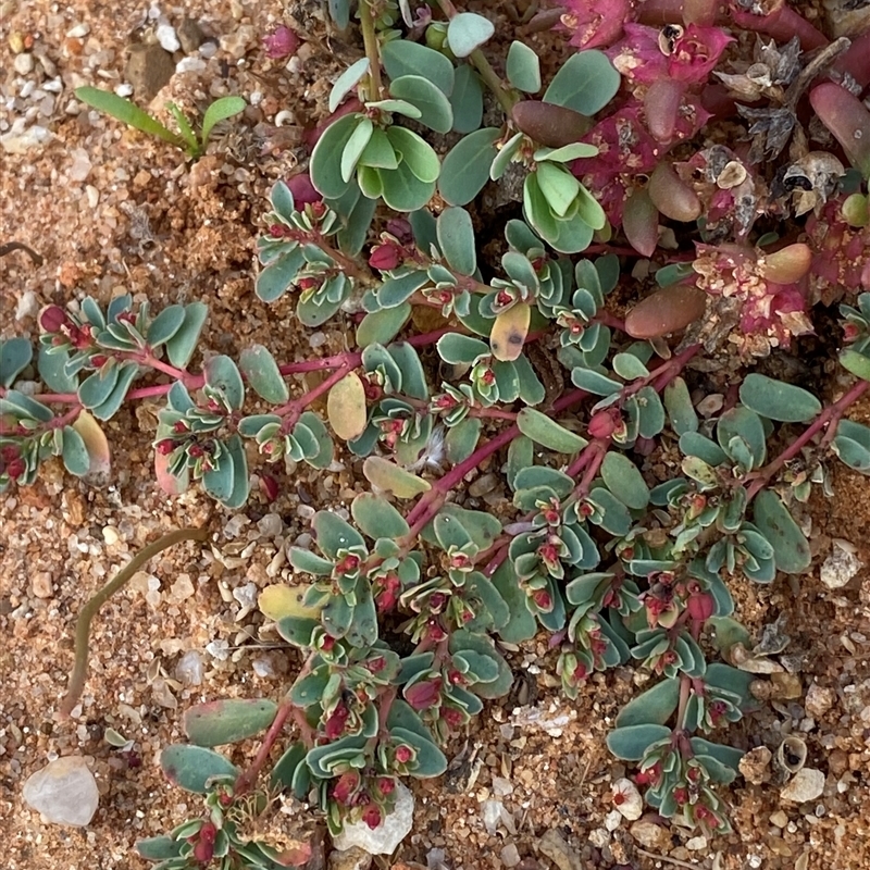 Euphorbia porcata