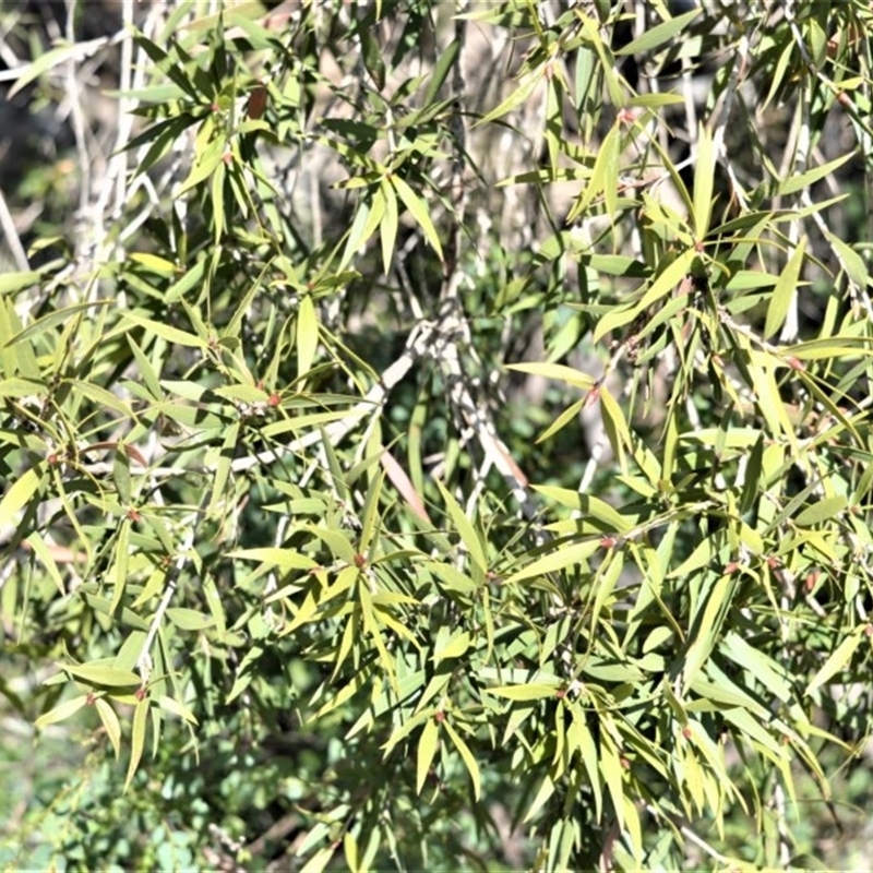 Callistemon salignus