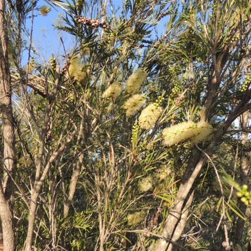 Callistemon sieberi