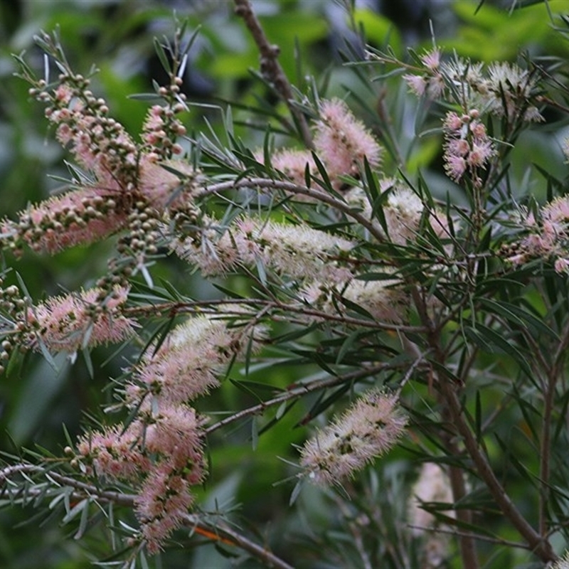 Callistemon sieberi