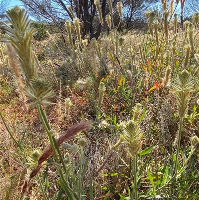 Ptilotus polystachyus