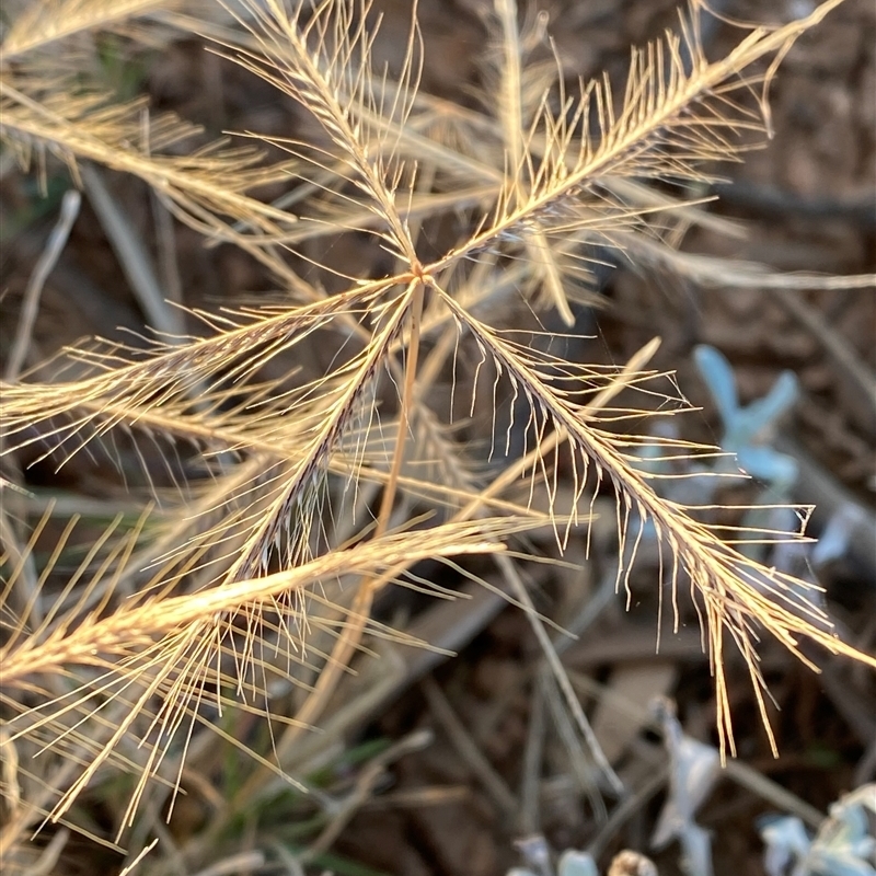 Chloris pectinata