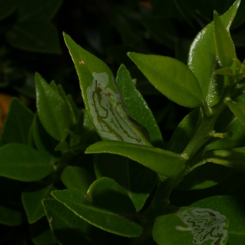 Phyllocnistis citrella