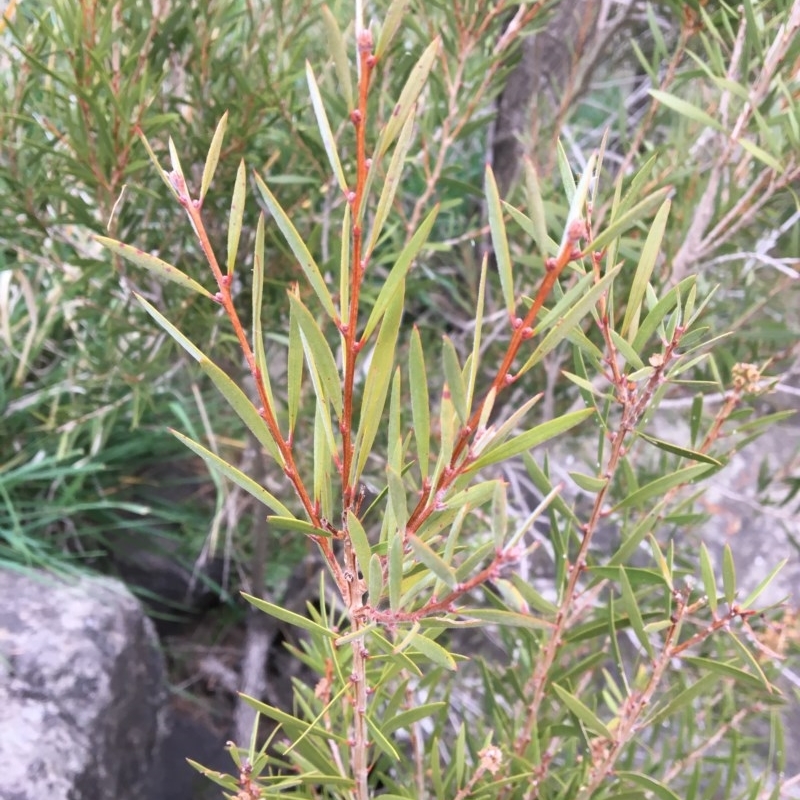 Callistemon sp.