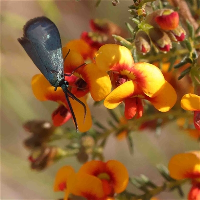 Zygaenidae (family)