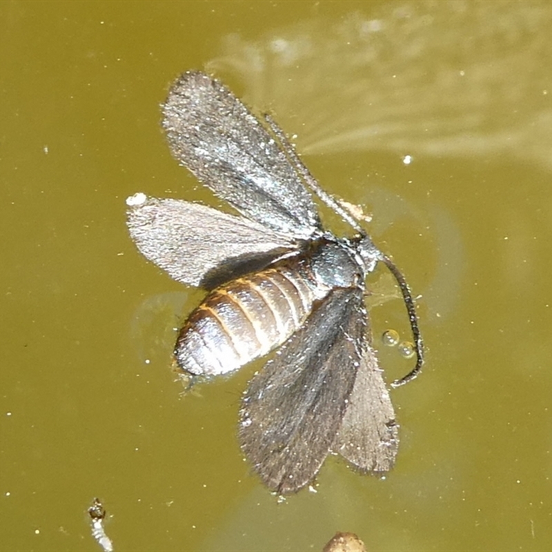 Zygaenidae (family)