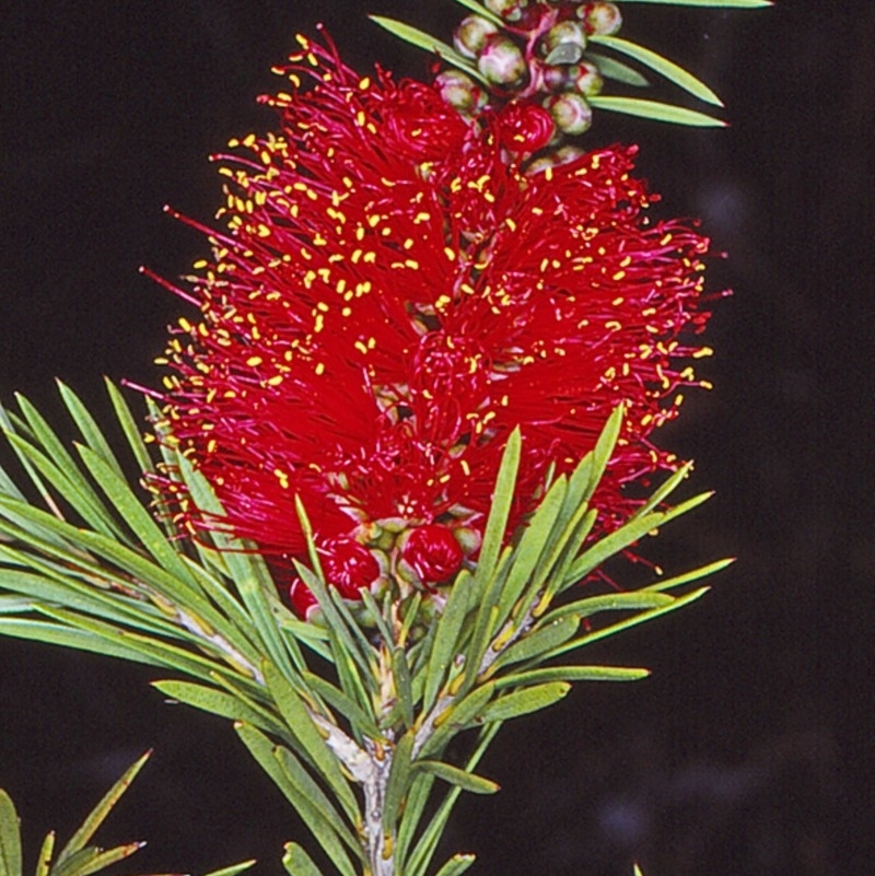 Callistemon subulatus