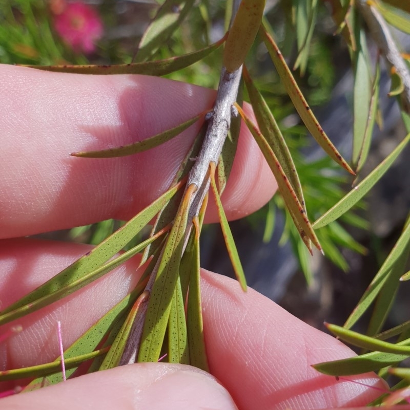 Callistemon subulatus