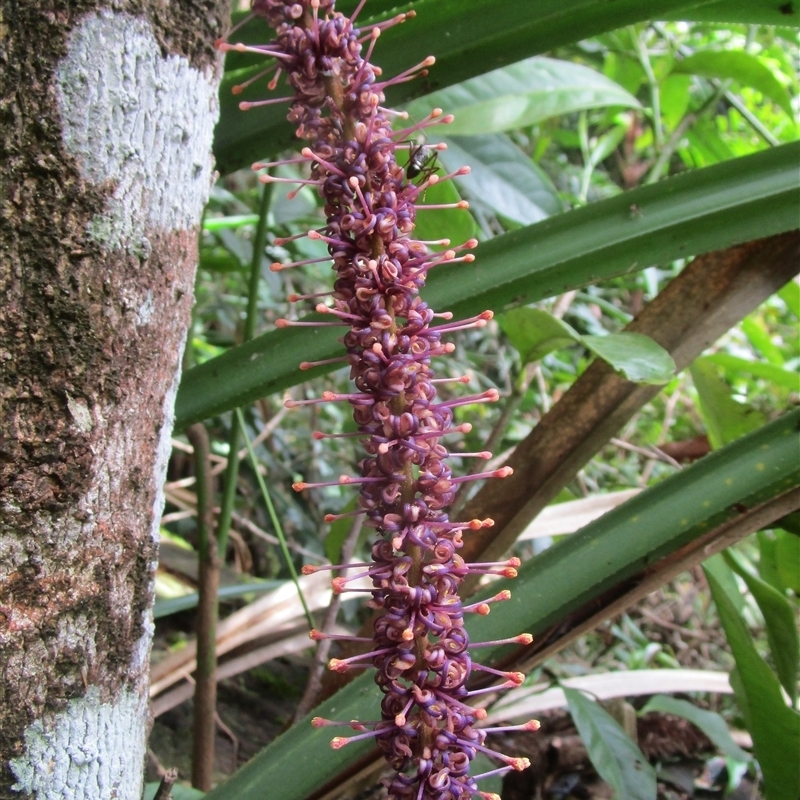 Hicksbeachia pilosa