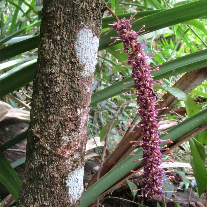 Hicksbeachia pilosa