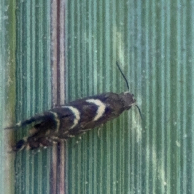 Glyphipterix leucocerastes