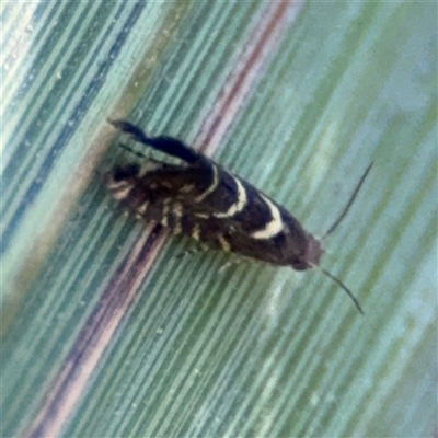 Glyphipterix leucocerastes