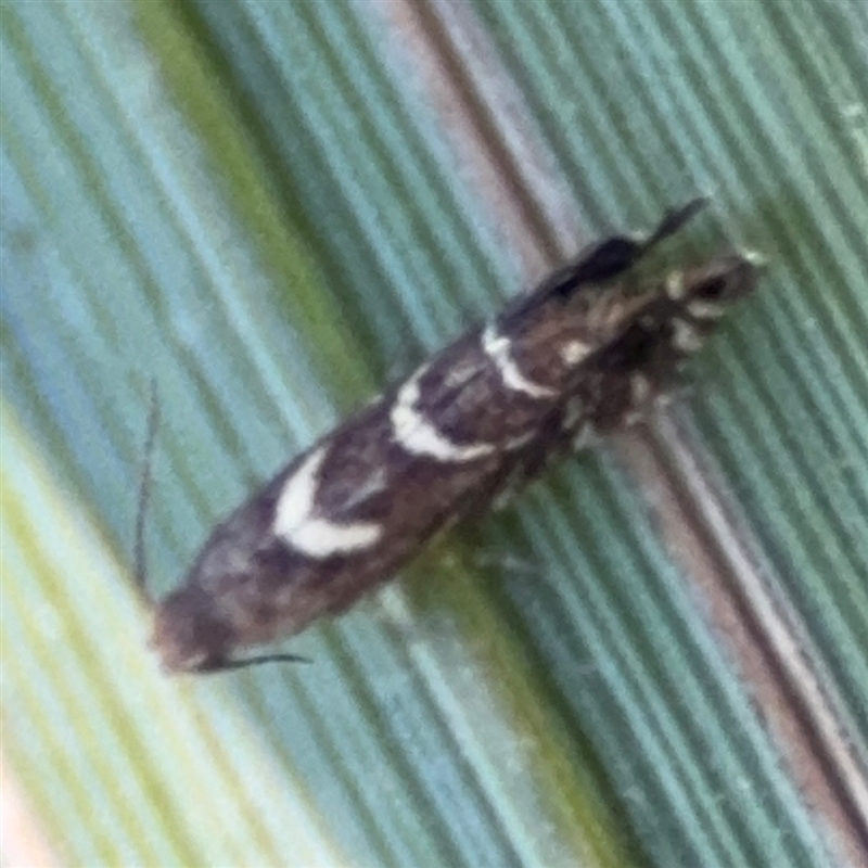 Glyphipterix leucocerastes