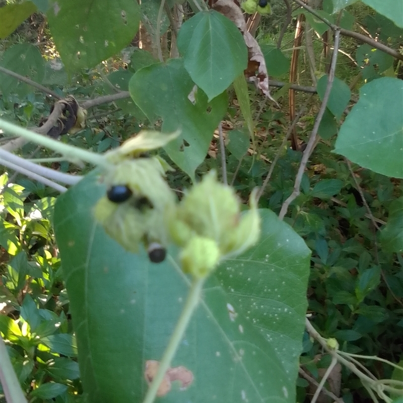 Macaranga involucrata var. mallotoides