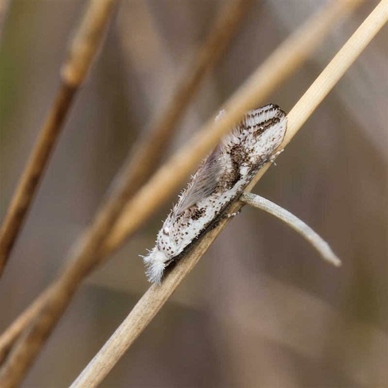 Dascia sagittifera