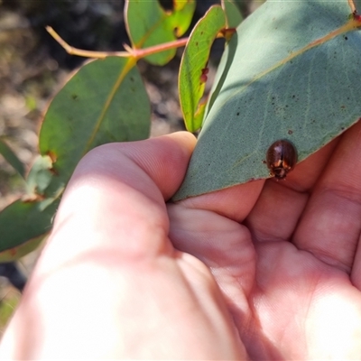 Paropsisterna bimaculata