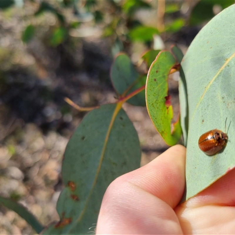 Paropsisterna bimaculata