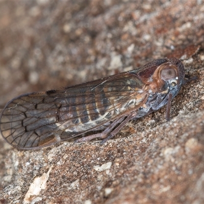 Chidaea sp. (genus)