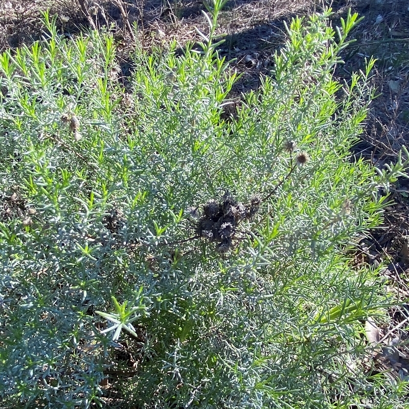 Chrysocephalum semipapposum subsp. brevifolium