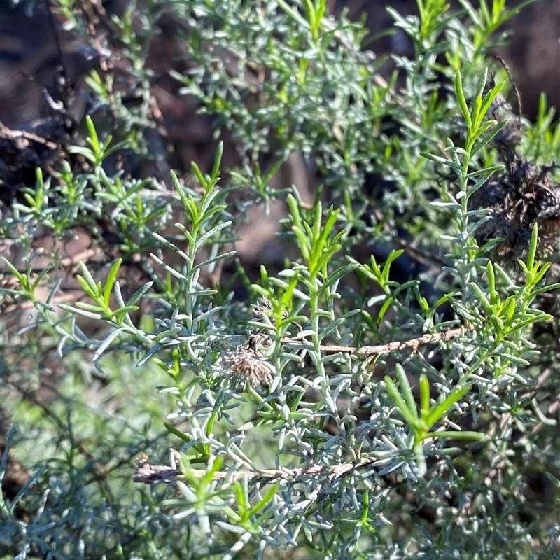 Chrysocephalum semipapposum subsp. brevifolium