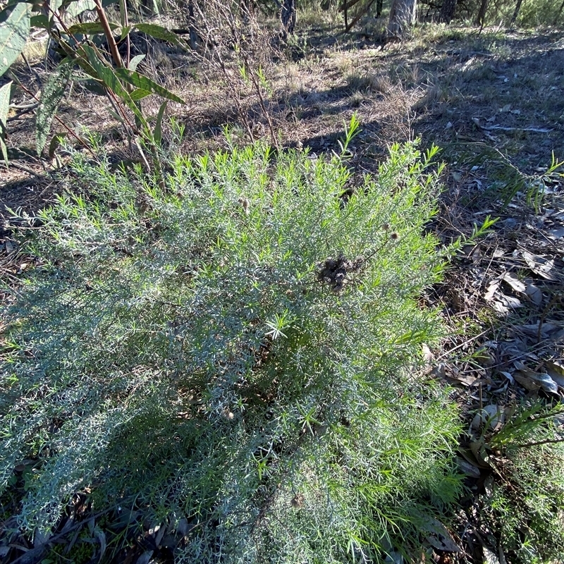 Chrysocephalum semipapposum subsp. brevifolium