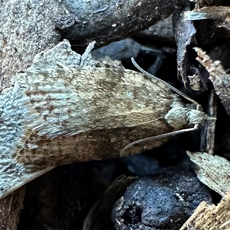 Tarachota mersana