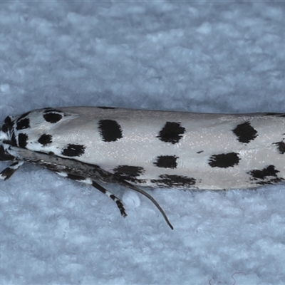 Ethmia sphaerosticha