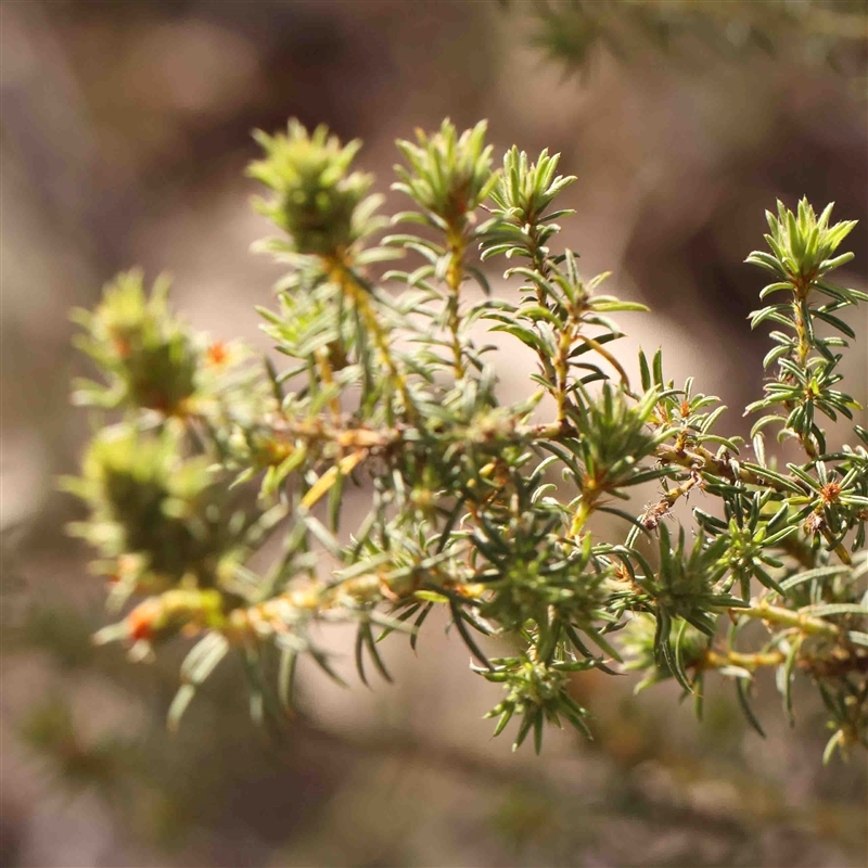 Pultenaea praetermissa