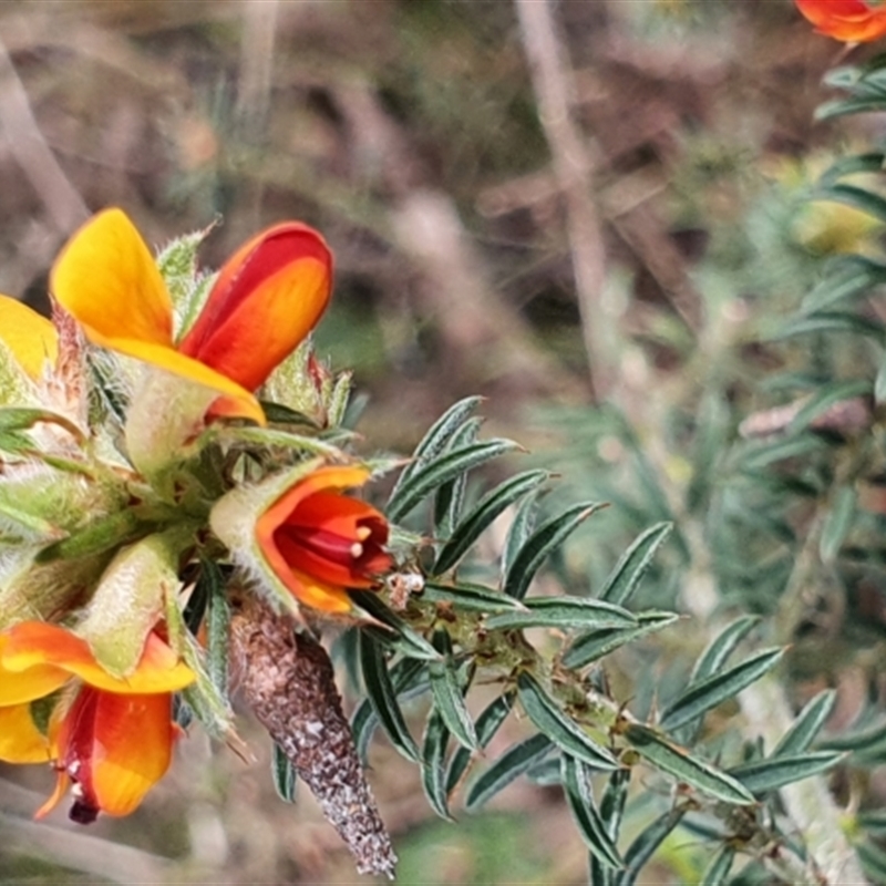 Pultenaea praetermissa