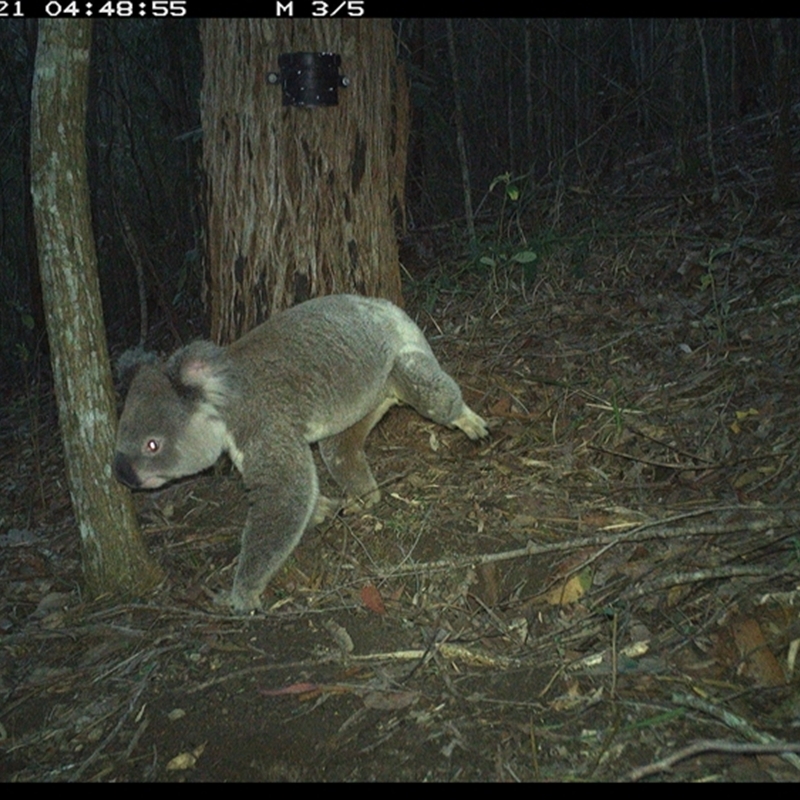 Koala